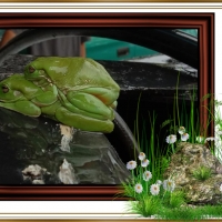 FRAMED FROGS