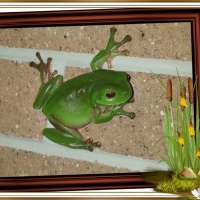 FRAMED FROGS