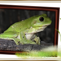 FRAMED FROGS