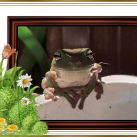 FRAMED FROGS