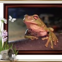 FRAMED FROGS