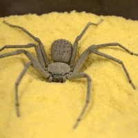 Six Eyed Sand Spider