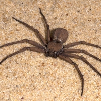 Six Eyed Sand Spider