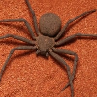 Six Eyed Sand Spider