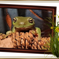 FRAMED FROGS