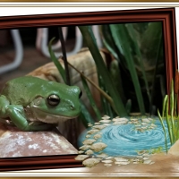 FRAMED FROGS