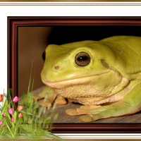 FRAMED FROGS