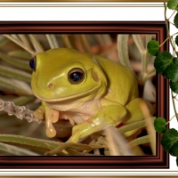 FRAMED FROGS