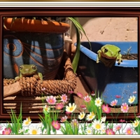 FRAMED FROGS