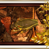 FRAMED FROGS