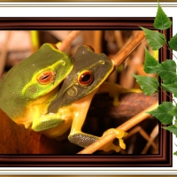 FRAMED FROGS