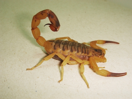 Brazilian Yellow Scorpion - animal, yellow, scorpion, brazilian