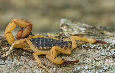 Brazilian Yellow Scorpion - animal, yellow, scorpion, brazilian