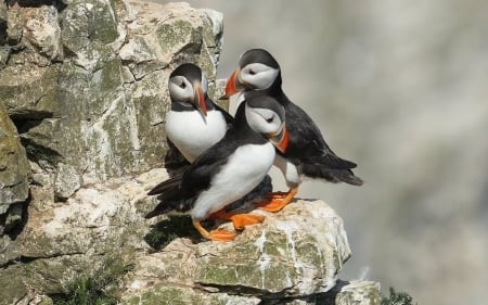 Puffins - rock, birds, puffins, animals