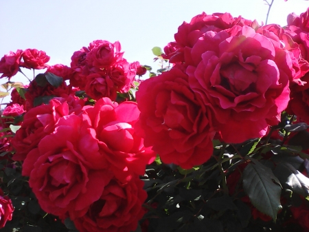 Red roses - flowers, roses, pretty, summer, red