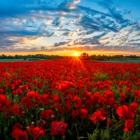 Poppy field at sunset