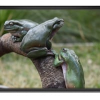 FRAMED FROGS