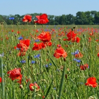 Poppy Meadow in Germany