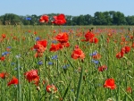 Poppy Meadow in Germany