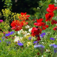 Meadow with Poppies