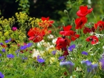 Meadow with Poppies