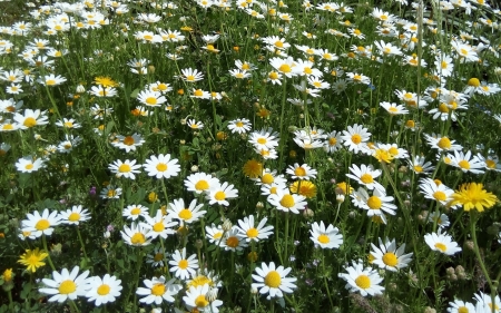 Daisies - meadow, white, flowers, daisies