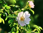 Wild Rose