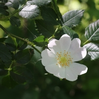 Wild Rose