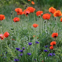 Poppy Meadow