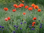 Poppy Meadow