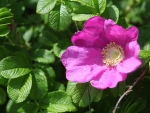 Wild Rose