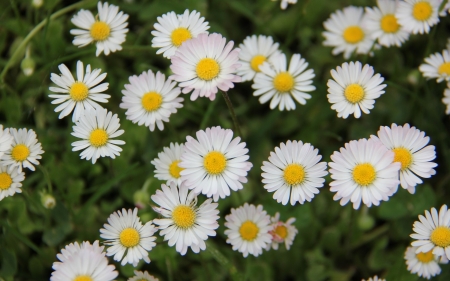 Daisies - daisies, flowers, white, nature