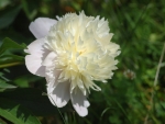 Peony