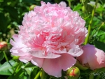 Peony