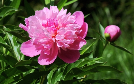 Peony