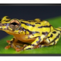 FRAMED FROGS