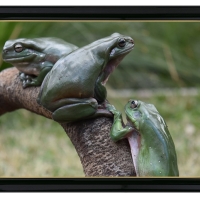 FRAMED FROGS