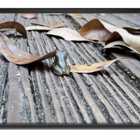 FRAMED FROGS