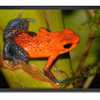 FRAMED FROGS