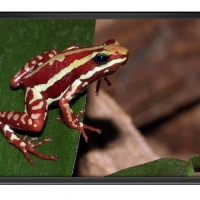 FRAMED FROGS