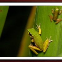 FRAMED FROGS