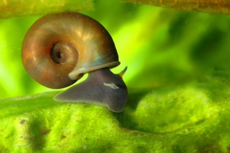 Freshwater Snail - animal, freshwater, shell, snail