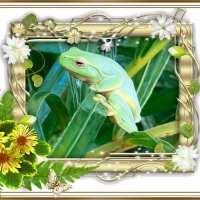 FRAMED FROGS