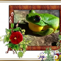 FRAMED FROGS