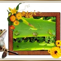 FRAMED FROGS