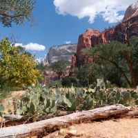 Zion National Park, along the Floor of the Valley Road