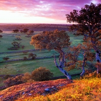 View Of Dehesa Habitat, Salamanca, Spain