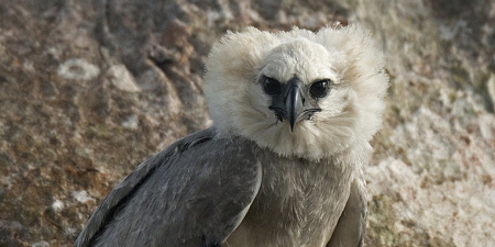 Harpy Eagle - bird, eagle, harpy, animal