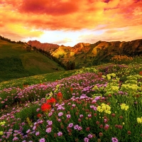 Albion Basin Golden Sunrise, Wasatch Mountains, Utah