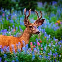 Deep in Wildflowers on a steep side of Mt Timpanogos